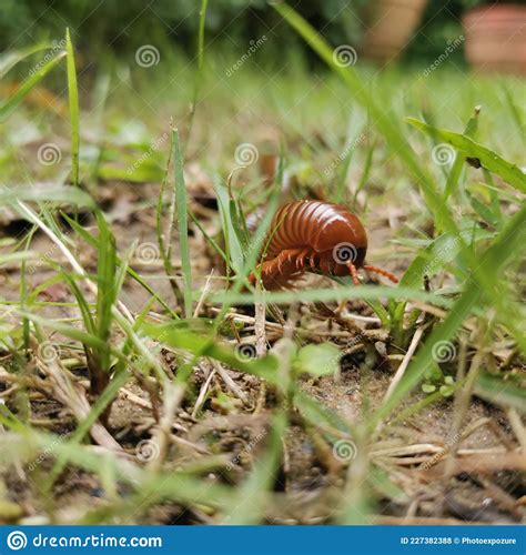 A Millipede Crawling On The Ground In The Grass Stock Photo Image Of