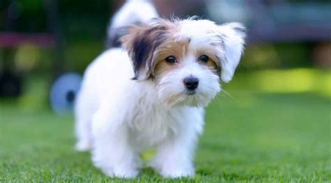 Maltese Mixes 28 Totally Adorable Maltese Crossbreeds