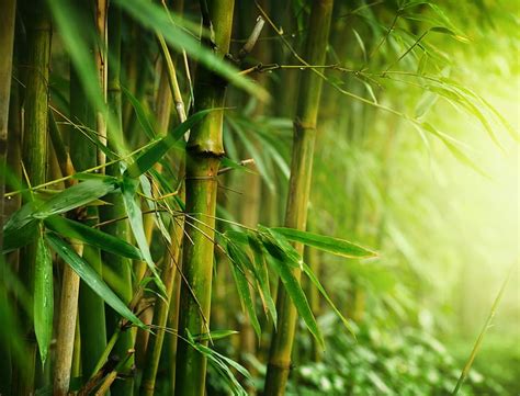 Bamboo Desktop Background