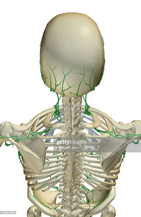 The Lymph Supply Of The Head And Shoulders High Res Vector Graphic