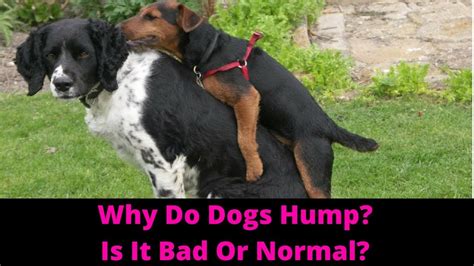 Why Do Dogs Hump How To Stop Your Dog From Humping Youtube