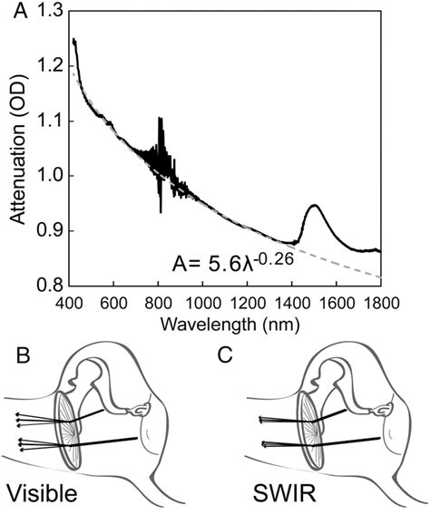 Figure 1 From Using The Shortwave Infrared To Image Middle Ear