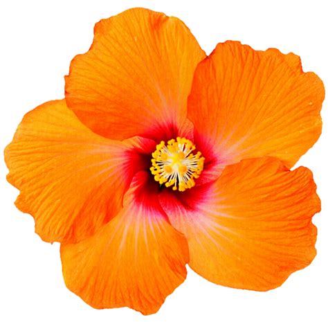 Orange Hibiscus By Jeanicebartzen27 On Deviantart