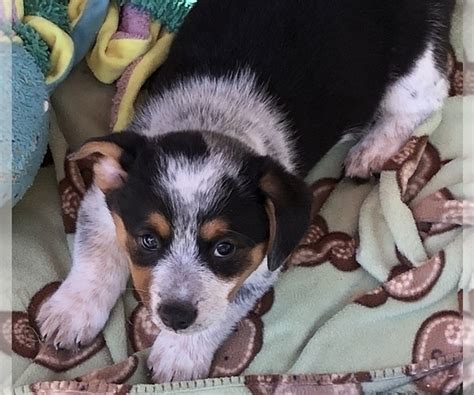 You can browse the list below or use the search form to specify the. View Breeder Profile: Cowboy Corgi Dog Breeder near Oregon ...