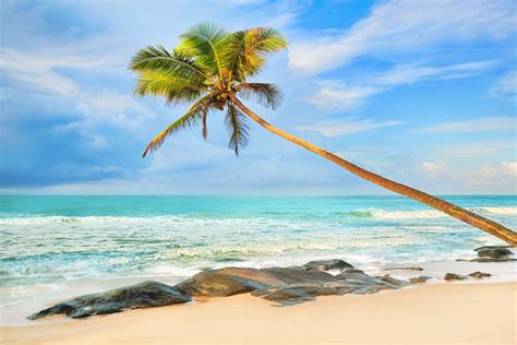 Palm Tree On Tropical Beach 5k Retina Ultra Hd Wallpaper Background