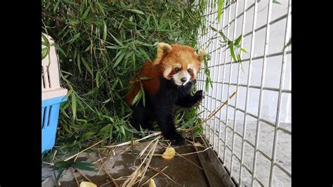 Worlds Largest Ever Red Panda Rescue See How It Happened Spoiler