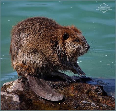 Oregon State Animal Beaver