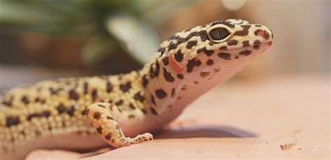 7 Types Of Geckos That Make Great Pets My Pet Needs That