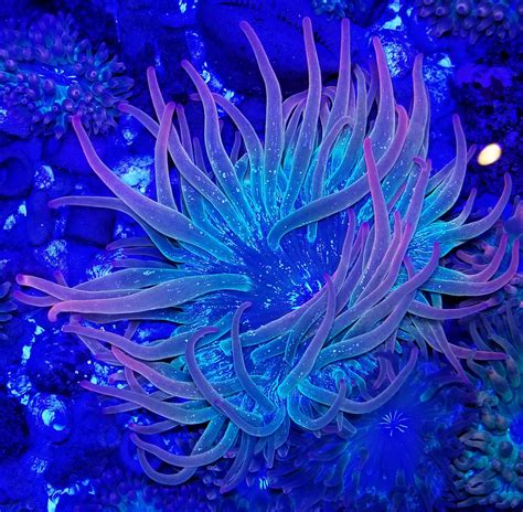 Ultra Rainbow Bubble Tip Anemone Deep Blue Aquarium