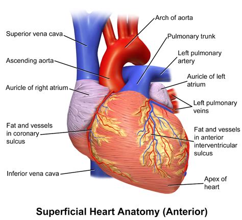 Describe The Internal Structure Of The Human Heart