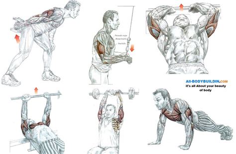 5 Great Exercises For Triceps All