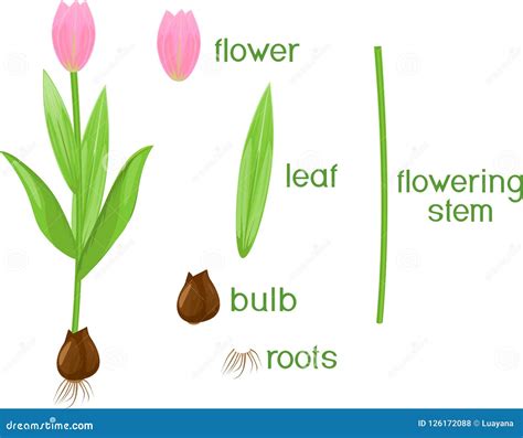 Parts Of Plant Morphology Of Tulip With Green Leaves Pink Flower