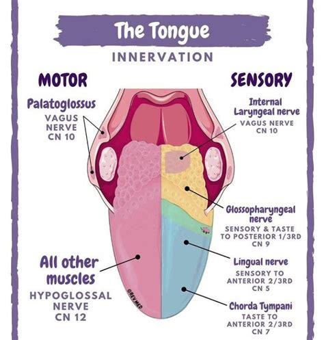 Innervations Of Tongue MEDizzy