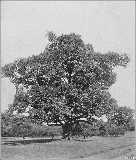 Natures Greatest Tragedy The Extinction Of The American Chestnut