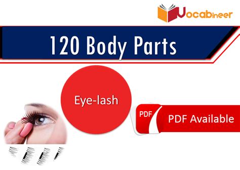 Parts like below given list contains all parts of body in hindi and english meaning with pronunciation. Parts of body in Hindi / Urdu | 120 Body parts names in ...