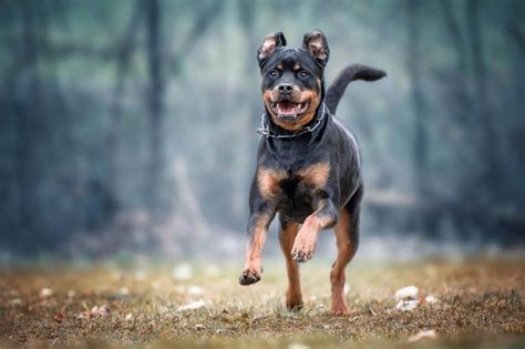 9 Large And Small Aggressive Dog Breeds Lovetoknow Pets