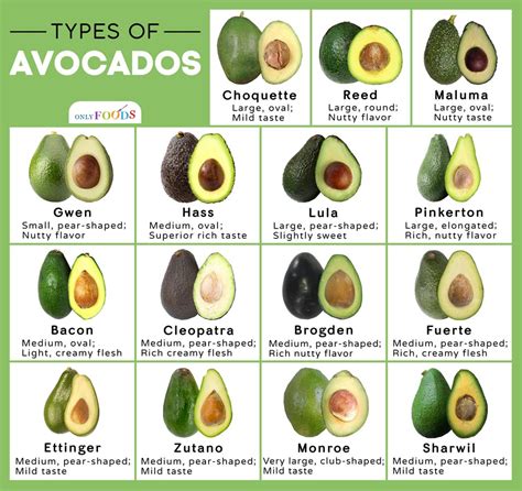 15 Different Types Of Avocados Out There You May Not Know About