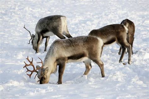 6 Surprising Facts About Reindeer Live Science