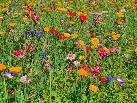 Colorful Meadow Flowers Free Stock Photo Public Domain Pictures