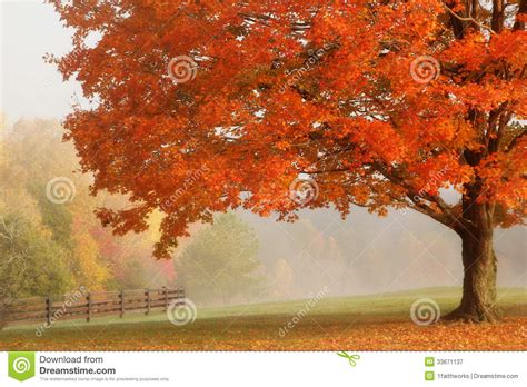 Autumn Maple Tree Stock Image Image Of Landscape Maple 33671137