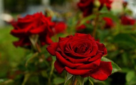 Red Velvet Roses Wallpaper Flower Wallpapers 41697