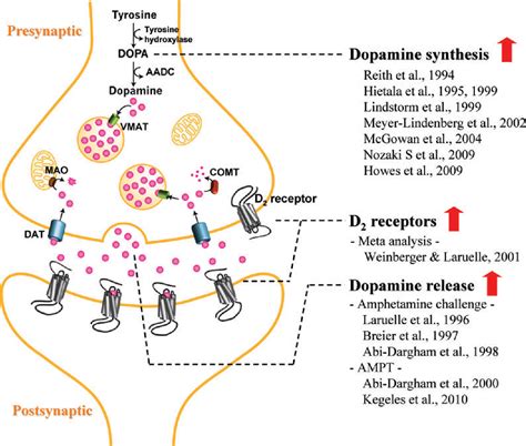 [pdf] Presynaptic Dopamine In Schizophrenia Semantic Scholar