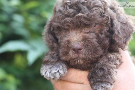 The puppy is only available to a north island, new zealand home. Selene: Lagotto Romagnolo puppy for sale near Binghamton ...
