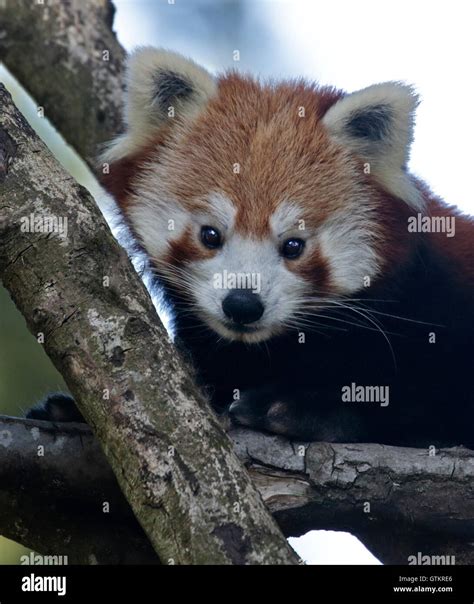 Red Panda Ailurus Fulgens Stock Photo Alamy