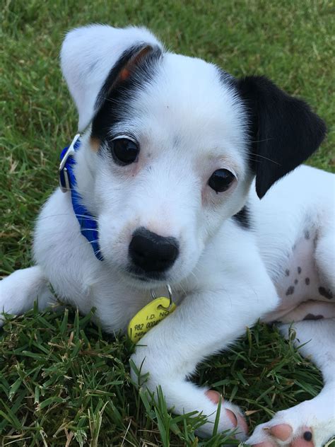 Terrier Mix Puppy Terrier Puppies Puppies Cute Puppies