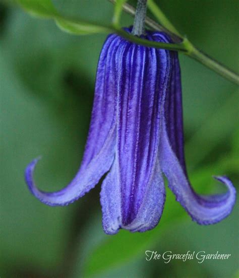 Clematis Integrifolia ‘rooguchi‘ Has Captured My Heart Lovely Ink