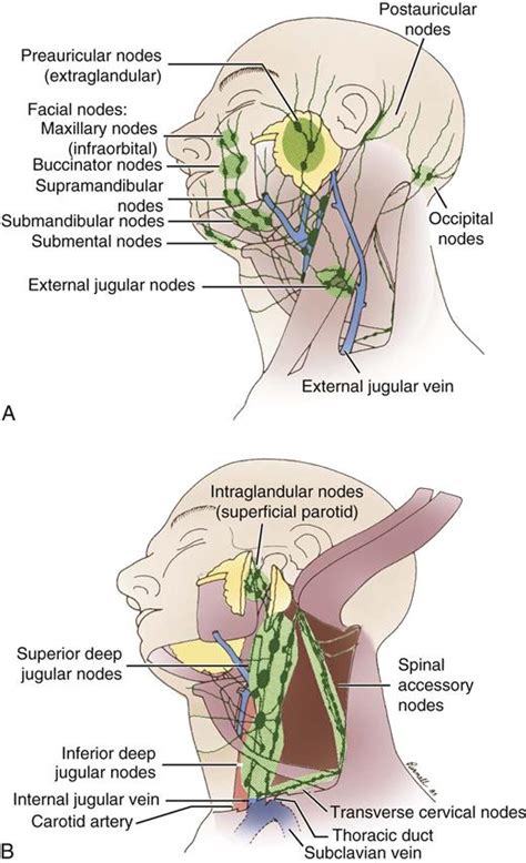 Otorhinolaryngologic Surgery Basicmedical Key