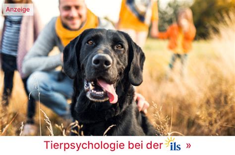 Tierpsychologie Studieren Alle Infos Zum Studium