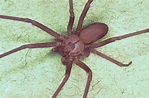 File:Brown recluse spider, Loxosceles reclusa.jpg - Wikimedia Commons