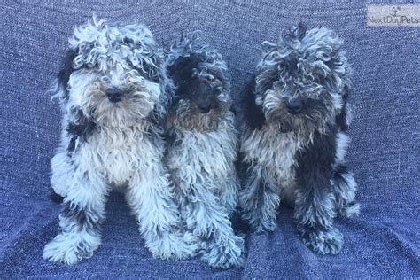 With a state of the art location providing you and your family with a fun and a hands on approach to learning about pets and their required needs. Aussiedoodle puppy for sale near Jacksonville, North Carolina | 24578886-2ef1