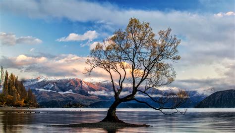 Lone Tree Lake Wanaka Hd Nature 4k Wallpapers Images Backgrounds