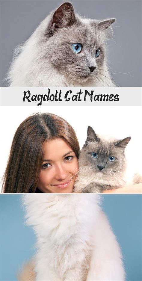 Ragdoll Cat Names Katzen Namen Katzennamen Katzen