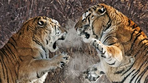 Two Tigers Fight Tiger Siberian Tiger Leopard Painting