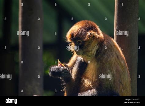 El Mono Araña De Geoffroy Ateles Geoffroyi Es Un Gracioso Primate Que