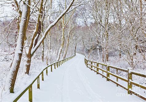 Snowy Path Through Trees Sherwood Forest Nottingham England