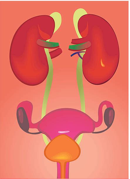 Urinary System Clip Art Vector Images And Illustrations Istock