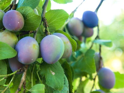 How To Prune A Plum Tree Australia