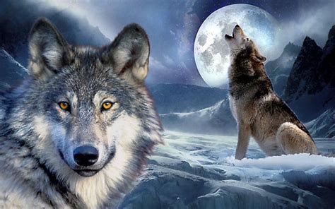 Wolves) refers to the gray wolf, canis lupus. 3D Wolf Wallpapers for Android - APK Download