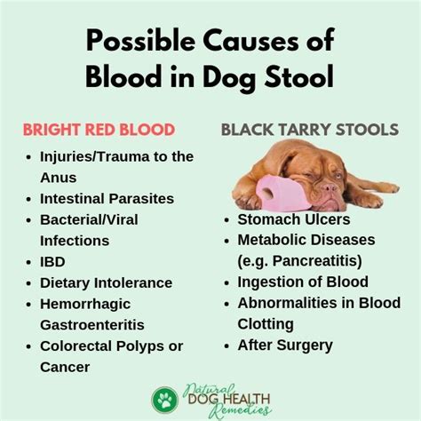 19 Can Stress Cause Bloody Diarrhea In Dogs Home
