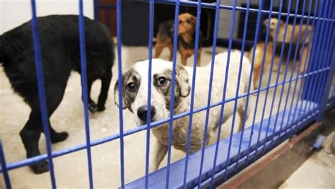 Dozens Of Dogs Saved From Southern Breeding Facilities Arrive At