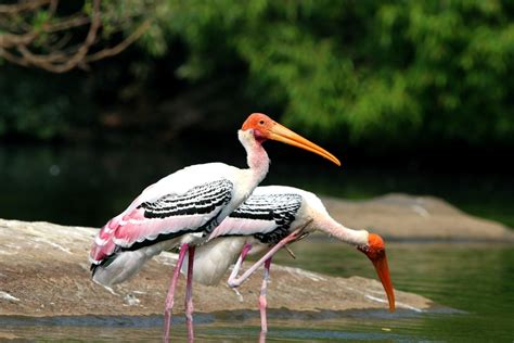 India Painted Stork