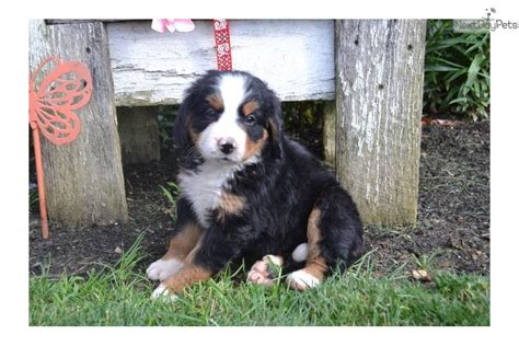 Some of the bernese mountain dog breeders are better than others, and then there are some that you just shouldn't trust at all. Bernese Mountain Dog puppy for sale near Akron / Canton ...
