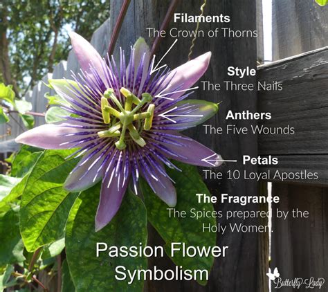 Five Petal Flower Meaning Home Alqu