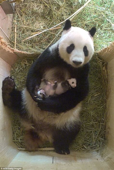 Giant Panda Yang Yang Relaxes With Month Old Twins At