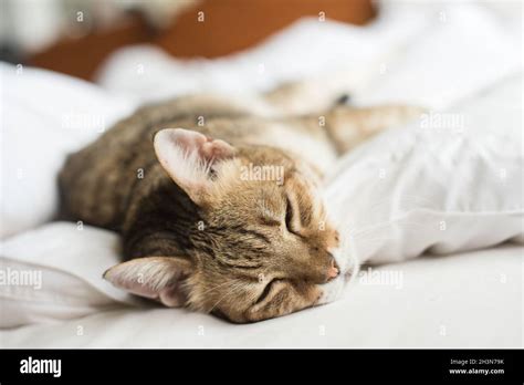 Lazy And Funny Tabby Cat Stock Photo Alamy