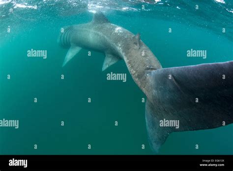 Basking Shark Hi Res Stock Photography And Images Alamy